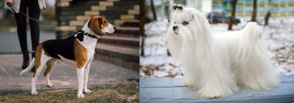 Maltese vs Estonian Hound - Breed Comparison