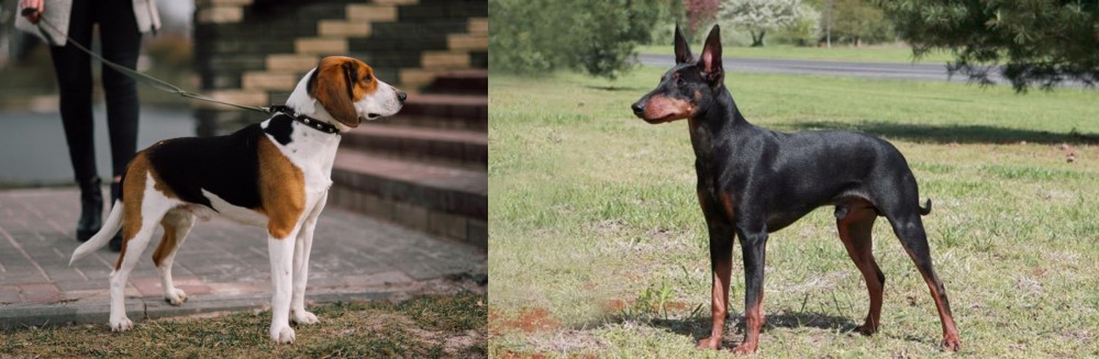 Manchester Terrier vs Estonian Hound - Breed Comparison