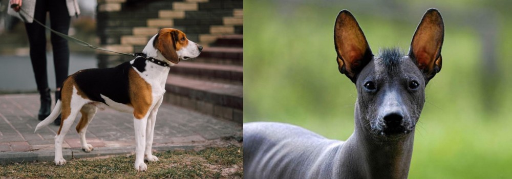 Mexican Hairless vs Estonian Hound - Breed Comparison