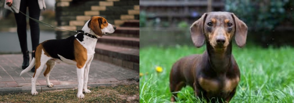 Miniature Dachshund vs Estonian Hound - Breed Comparison