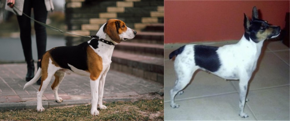 Miniature Fox Terrier vs Estonian Hound - Breed Comparison