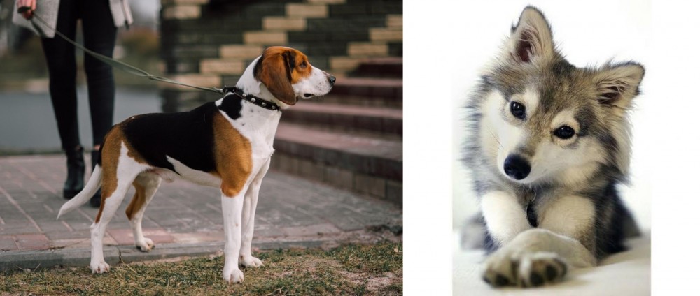 Miniature Siberian Husky vs Estonian Hound - Breed Comparison