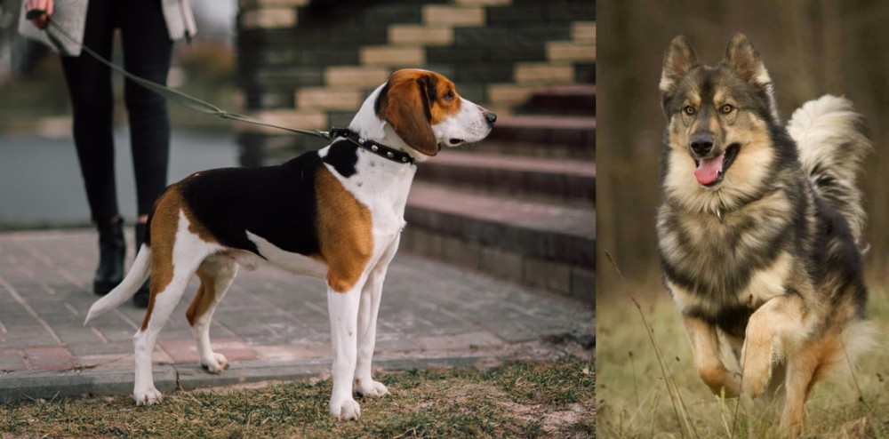 Native American Indian Dog vs Estonian Hound - Breed Comparison