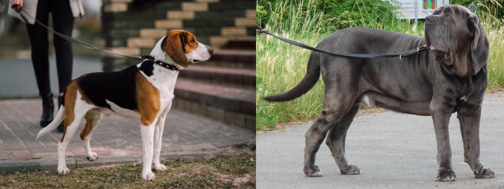 Neapolitan Mastiff vs Estonian Hound - Breed Comparison