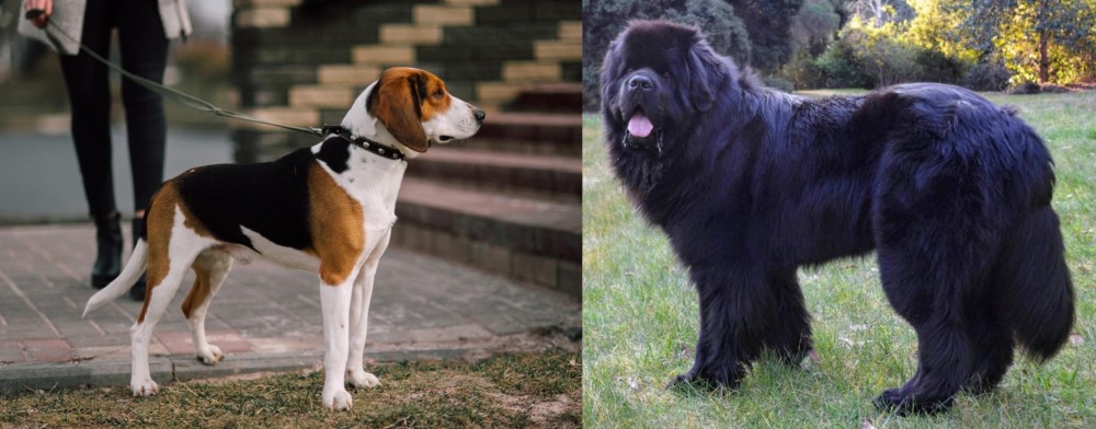 Newfoundland Dog vs Estonian Hound - Breed Comparison