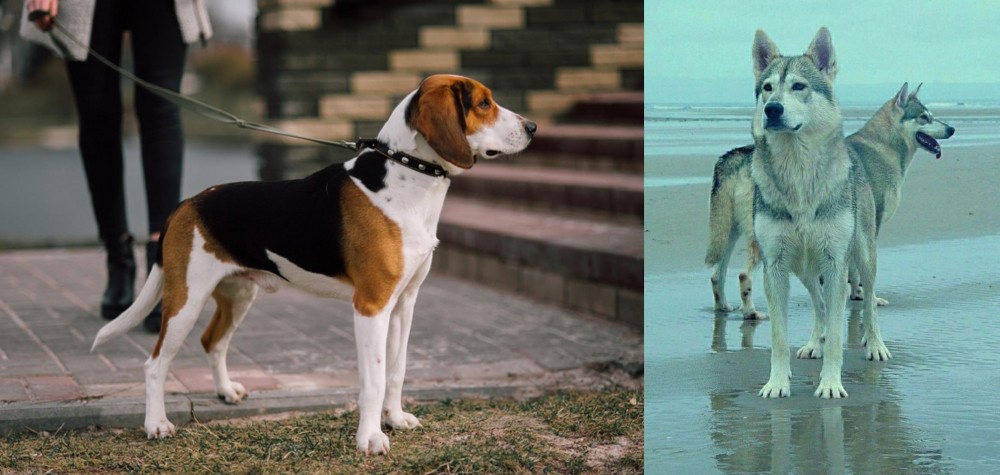 Northern Inuit Dog vs Estonian Hound - Breed Comparison