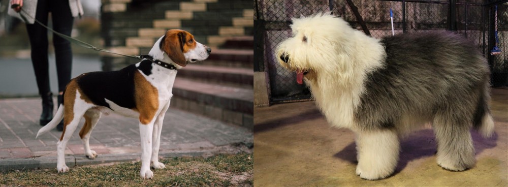 Old English Sheepdog vs Estonian Hound - Breed Comparison