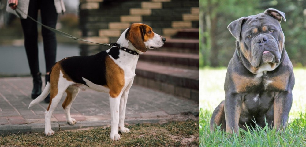 Olde English Bulldogge vs Estonian Hound - Breed Comparison