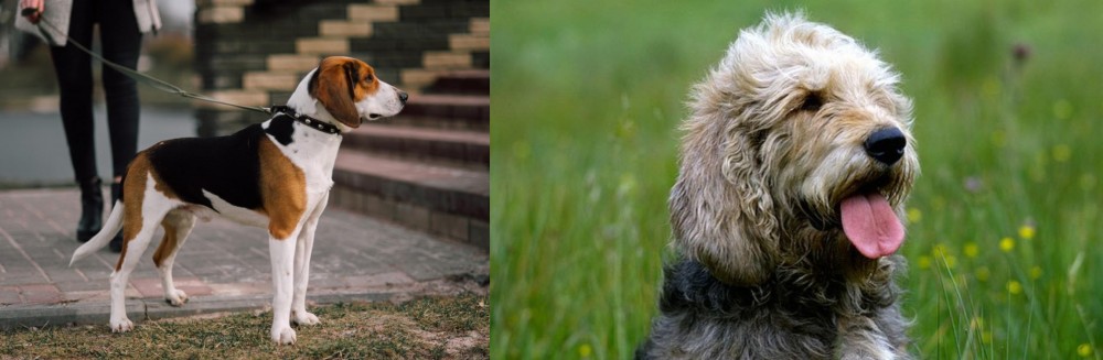 Otterhound vs Estonian Hound - Breed Comparison