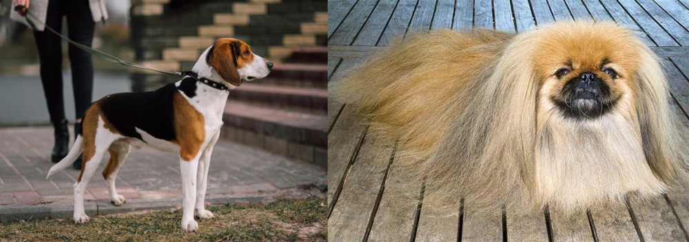 Pekingese vs Estonian Hound - Breed Comparison