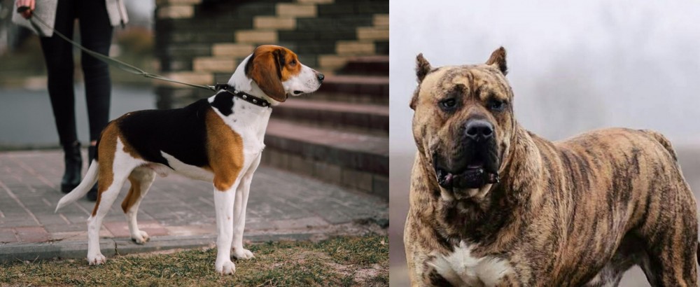 Perro de Presa Canario vs Estonian Hound - Breed Comparison