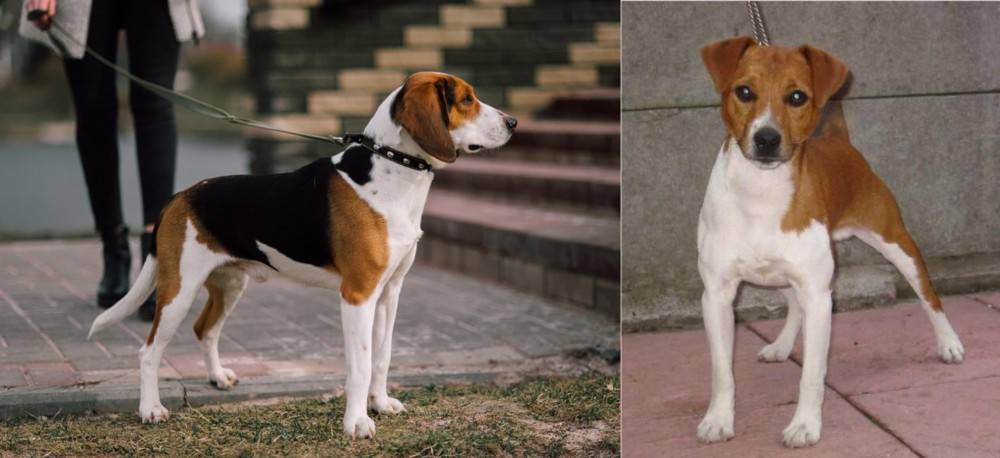 Plummer Terrier vs Estonian Hound - Breed Comparison