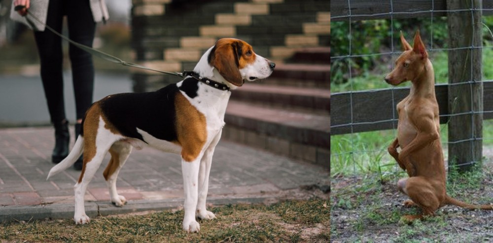 Podenco Andaluz vs Estonian Hound - Breed Comparison