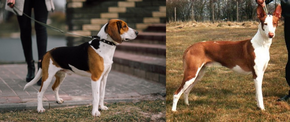 Podenco Canario vs Estonian Hound - Breed Comparison