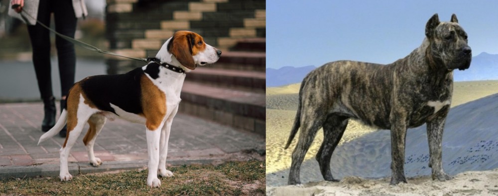Presa Canario vs Estonian Hound - Breed Comparison