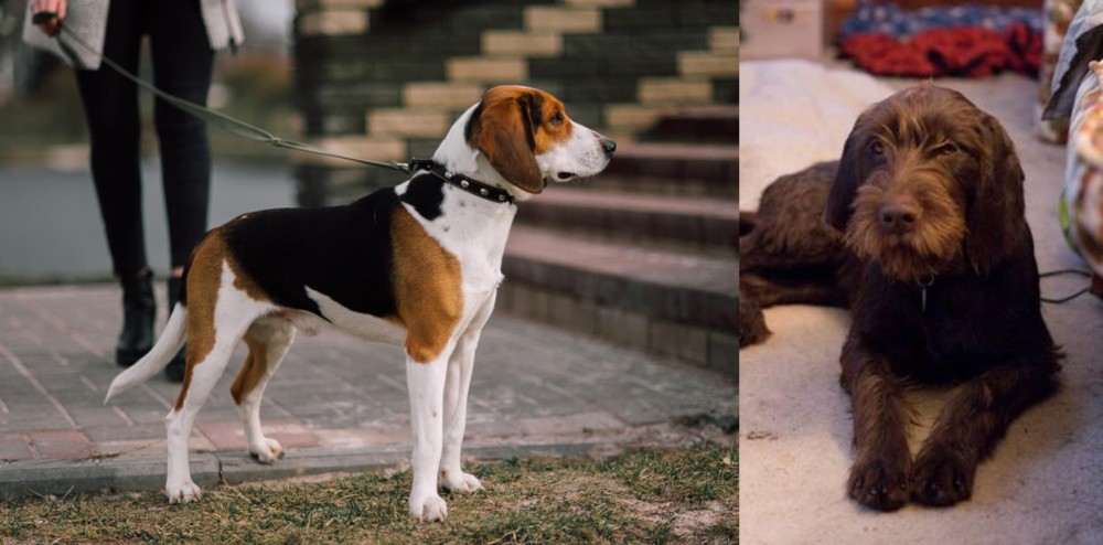 Pudelpointer vs Estonian Hound - Breed Comparison