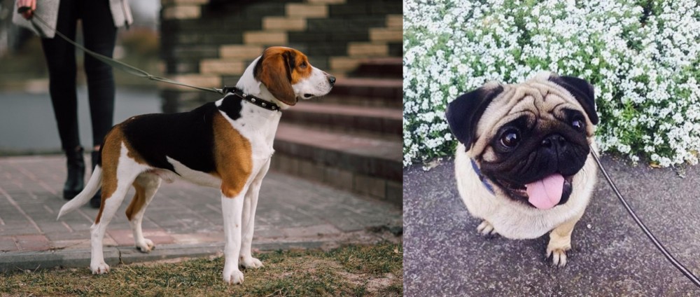Pug vs Estonian Hound - Breed Comparison