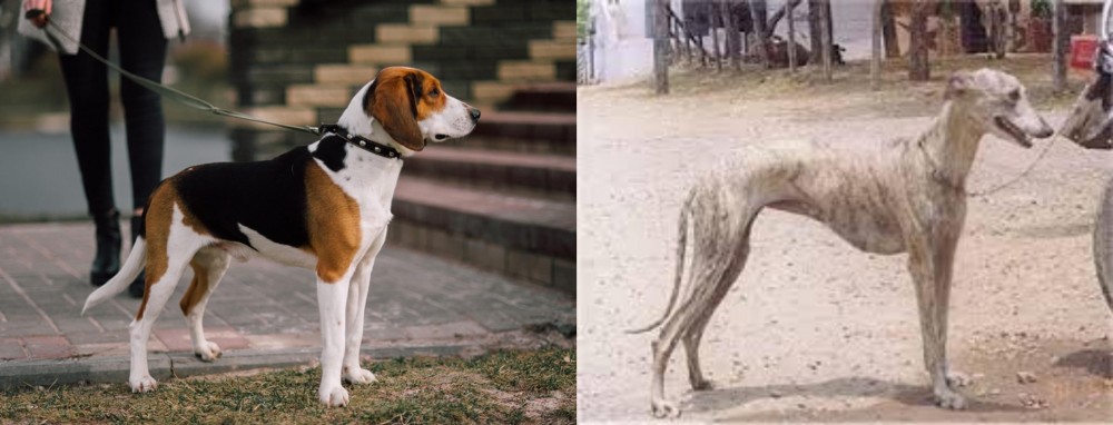 Rampur Greyhound vs Estonian Hound - Breed Comparison