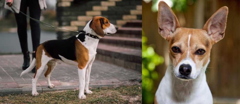 Rat Terrier vs Estonian Hound - Breed Comparison