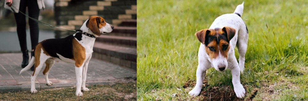 Russell Terrier vs Estonian Hound - Breed Comparison