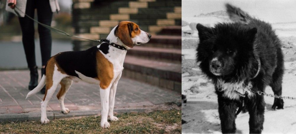 Sakhalin Husky vs Estonian Hound - Breed Comparison