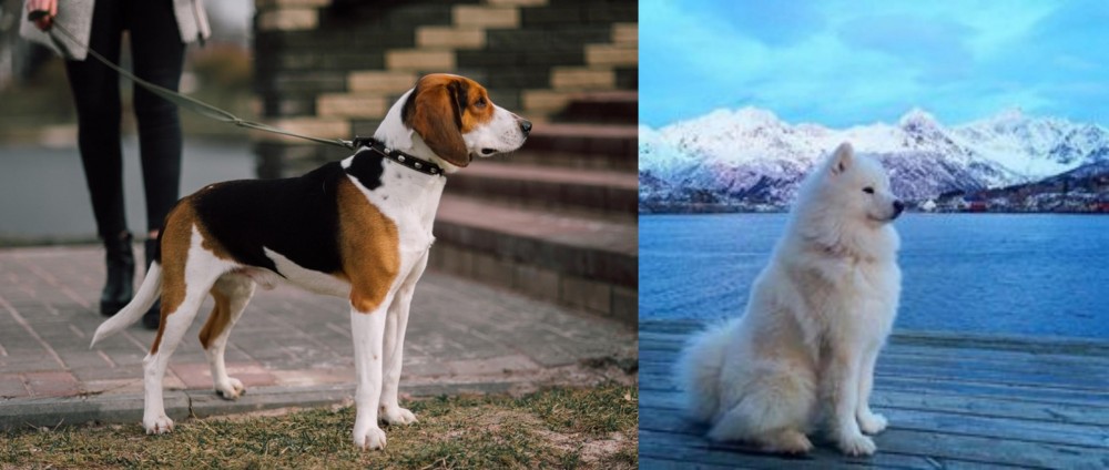 Samoyed vs Estonian Hound - Breed Comparison