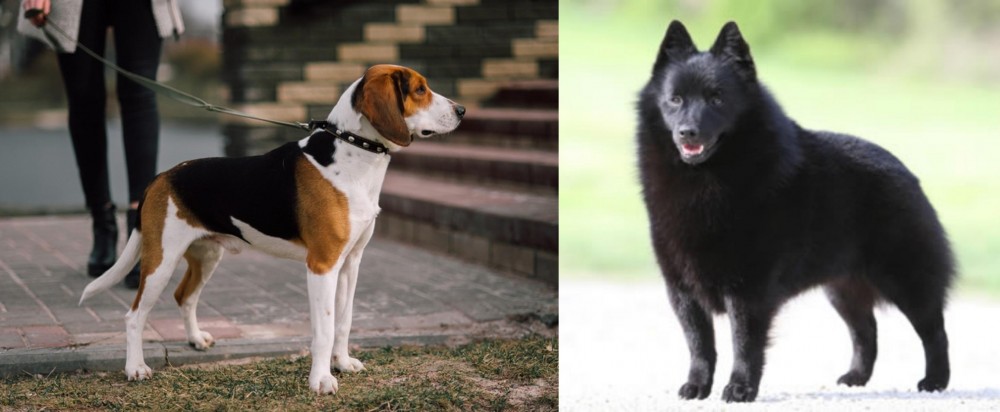 Schipperke vs Estonian Hound - Breed Comparison