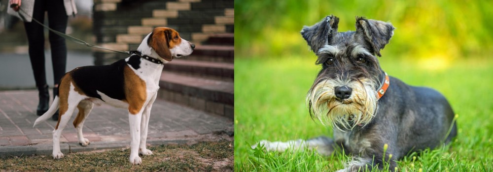 Schnauzer vs Estonian Hound - Breed Comparison