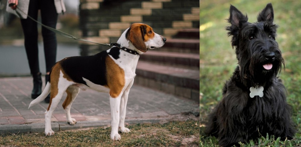 Scoland Terrier vs Estonian Hound - Breed Comparison