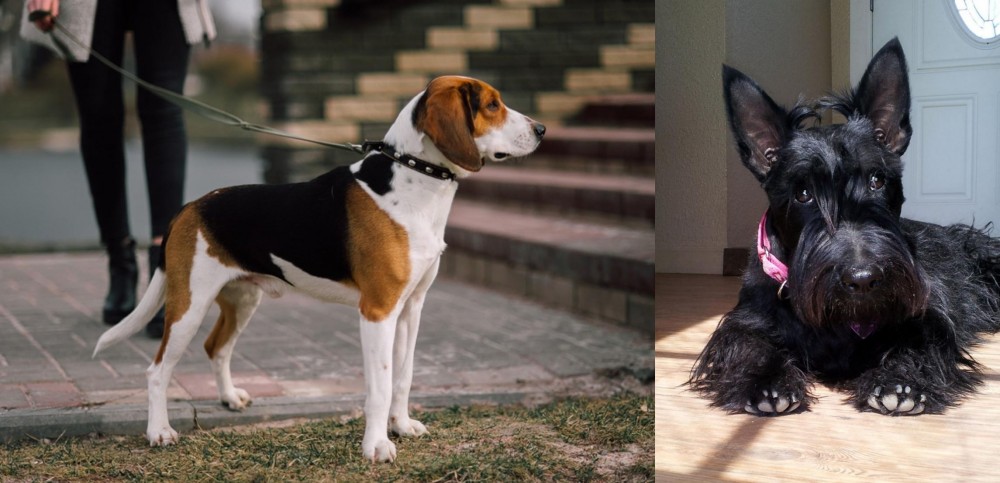 Scottish Terrier vs Estonian Hound - Breed Comparison