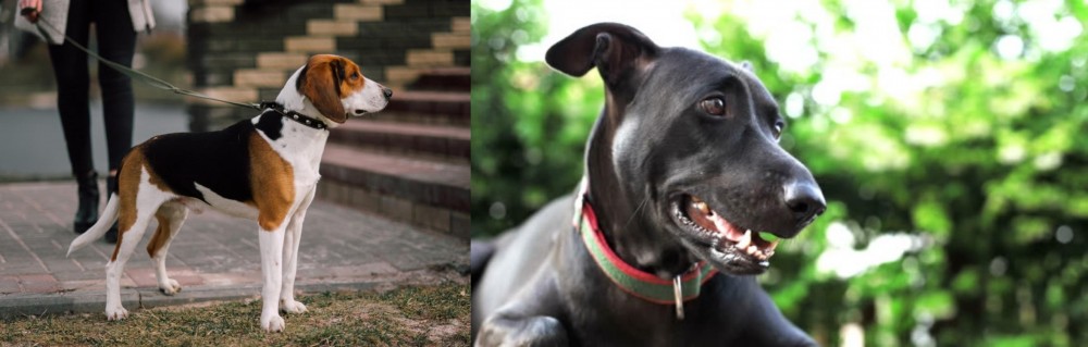 Shepard Labrador vs Estonian Hound - Breed Comparison