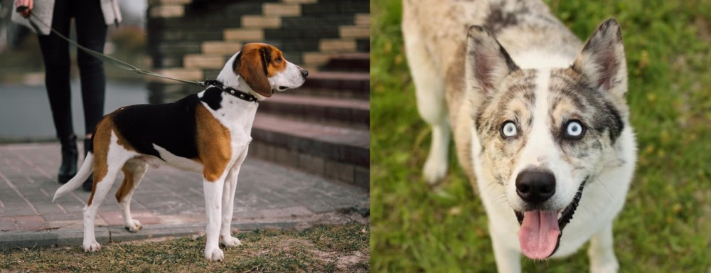 Shepherd Husky vs Estonian Hound - Breed Comparison