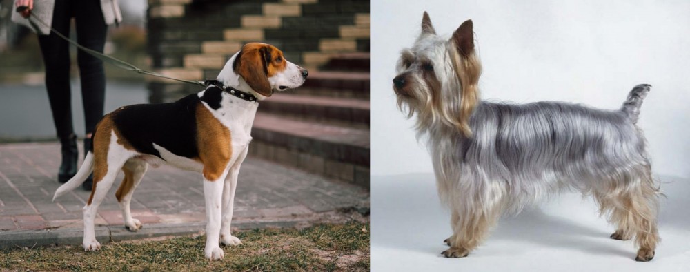 Silky Terrier vs Estonian Hound - Breed Comparison