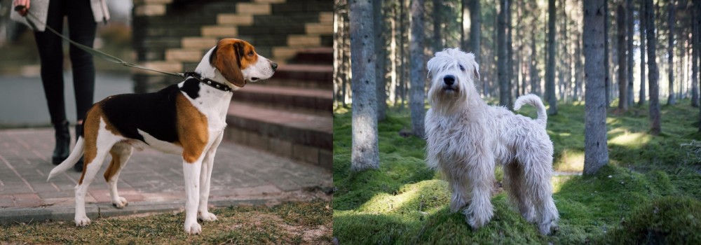 Soft-Coated Wheaten Terrier vs Estonian Hound - Breed Comparison
