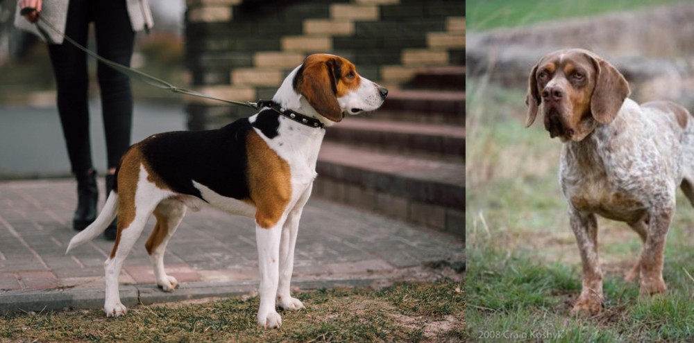 Spanish Pointer vs Estonian Hound - Breed Comparison