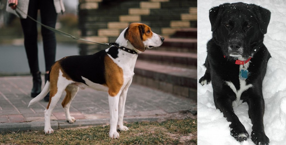 St. John's Water Dog vs Estonian Hound - Breed Comparison