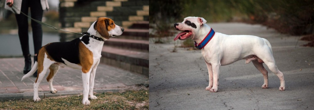 Staffordshire Bull Terrier vs Estonian Hound - Breed Comparison