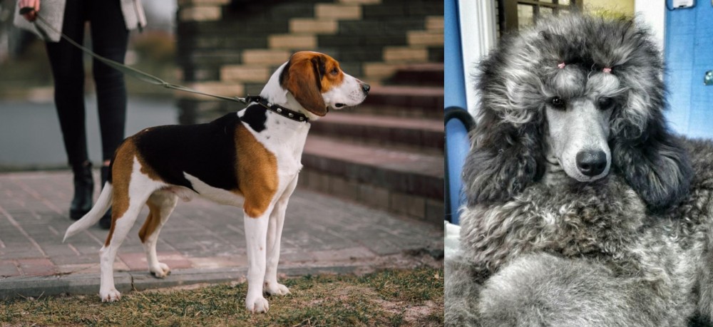 Standard Poodle vs Estonian Hound - Breed Comparison