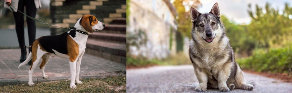 Swedish Vallhund vs Estonian Hound - Breed Comparison