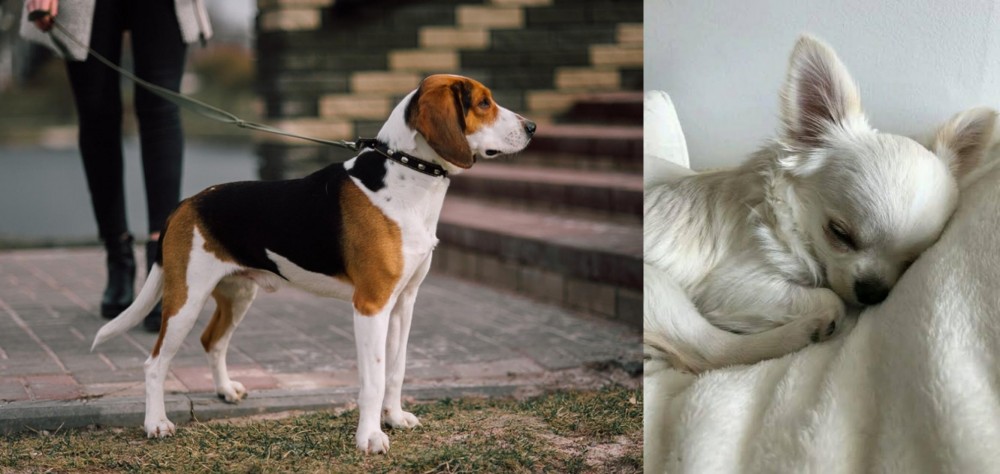 Tea Cup Chihuahua vs Estonian Hound - Breed Comparison