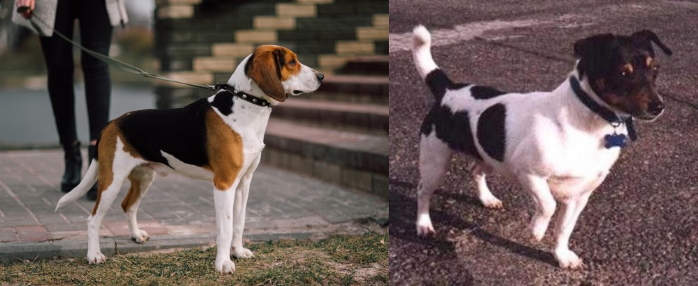 Teddy Roosevelt Terrier vs Estonian Hound - Breed Comparison