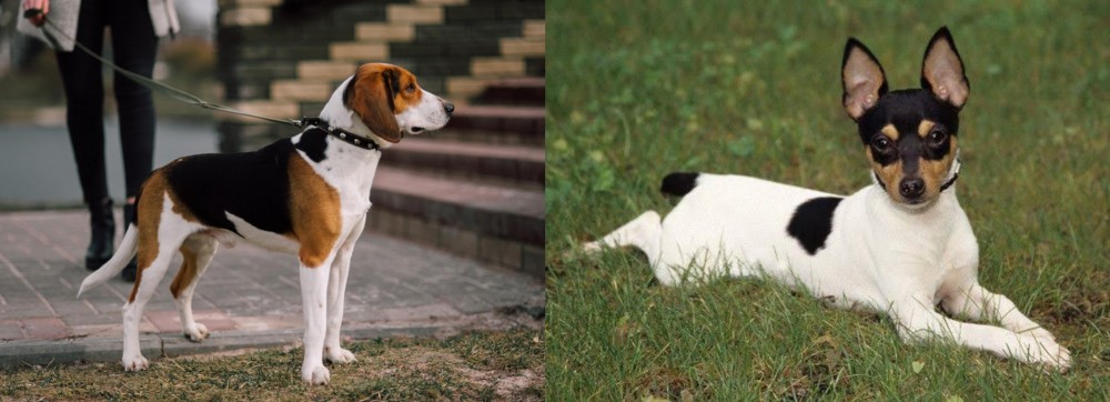Toy Fox Terrier vs Estonian Hound - Breed Comparison