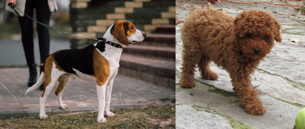 Toy Poodle vs Estonian Hound - Breed Comparison