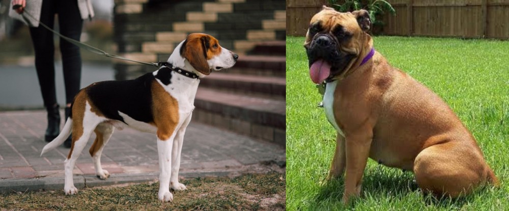 Valley Bulldog vs Estonian Hound - Breed Comparison