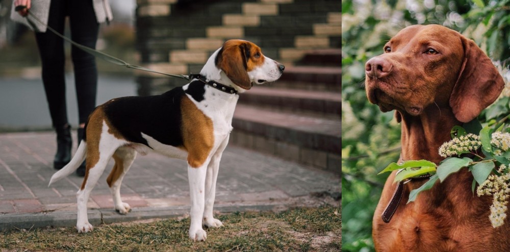 Vizsla vs Estonian Hound - Breed Comparison