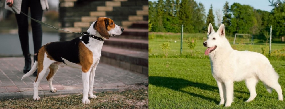 White Shepherd vs Estonian Hound - Breed Comparison