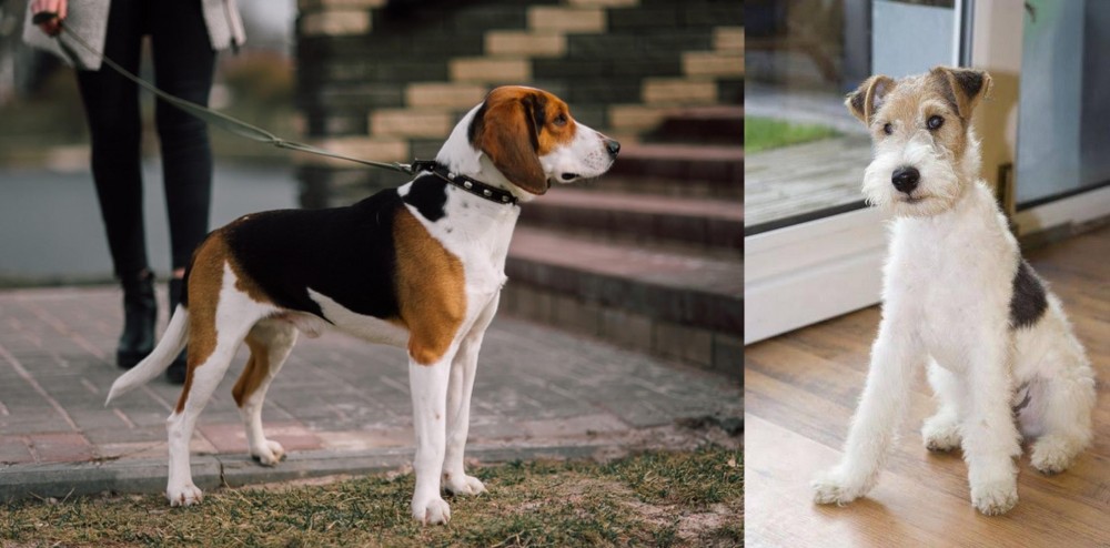 Wire Fox Terrier vs Estonian Hound - Breed Comparison