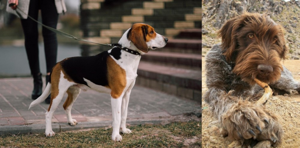 Wirehaired Pointing Griffon vs Estonian Hound - Breed Comparison