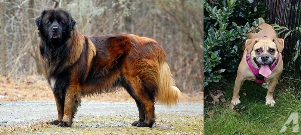 Beabull vs Estrela Mountain Dog - Breed Comparison