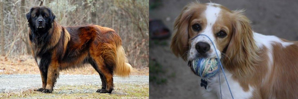 Cockalier vs Estrela Mountain Dog - Breed Comparison